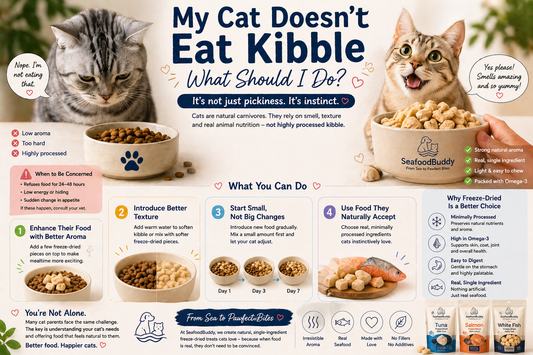 My Cat Doesn’t Eat Kibble — What Should I Do?