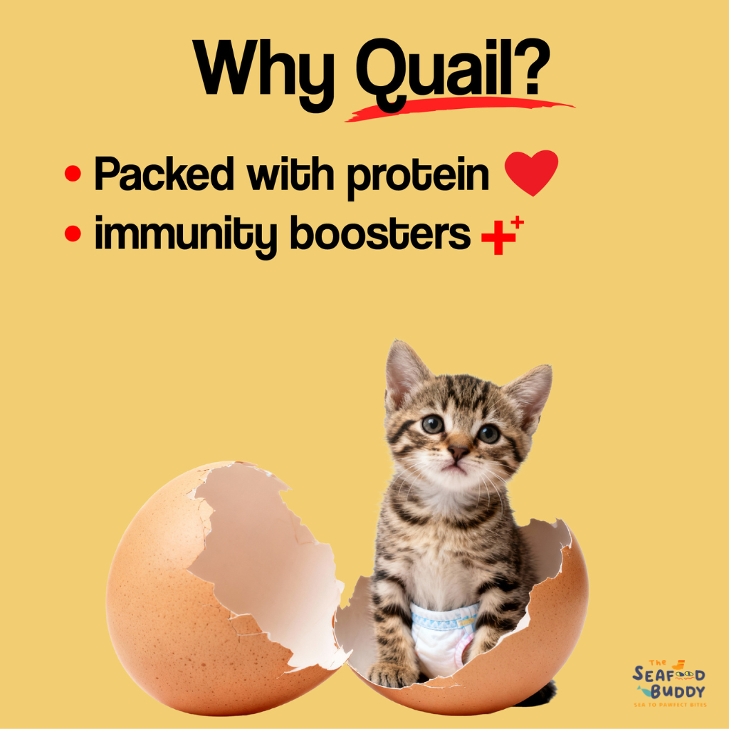 🥚 Freeze-Dried Quail Egg Yolk [Cats/Dogs] 290G